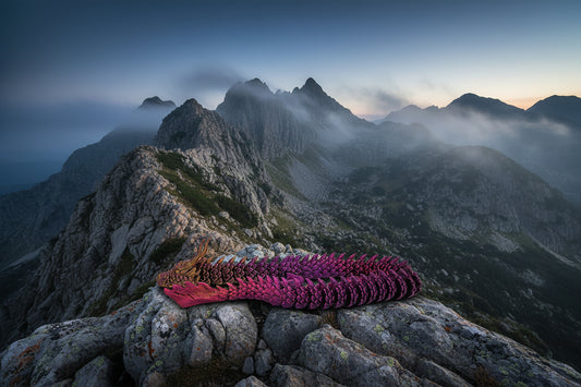 🐉Small Dragon🐉